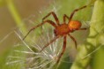 /album/araneidae/araneus-alsine-kriziak-nacervenaly-1-m-jpg/